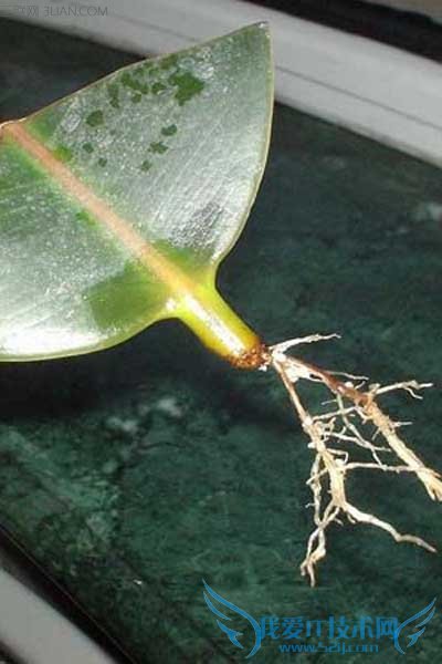 橡皮树的养殖方法和注意事项 美观盆栽带回家