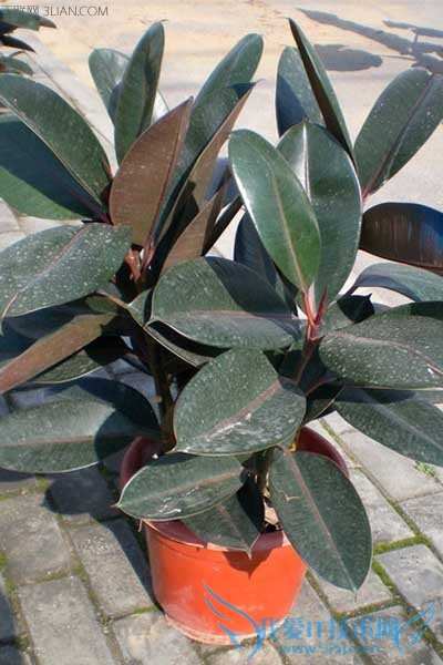 橡皮树的养殖方法和注意事项 美观盆栽带回家