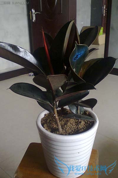 橡皮树的养殖方法和注意事项 美观盆栽带回家