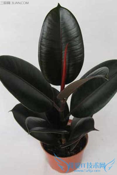 橡皮树的养殖方法和注意事项 52IJ