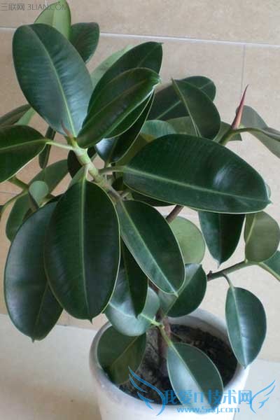 橡皮树的养殖方法和注意事项 美观盆栽带回家