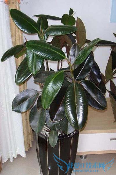 橡皮树的养殖方法和注意事项 美观盆栽带回家