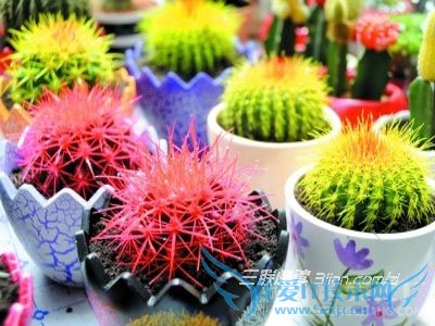 ʺϷŰ칫ҵֲƼ칫ҷʲôֲ? 52IJĶ