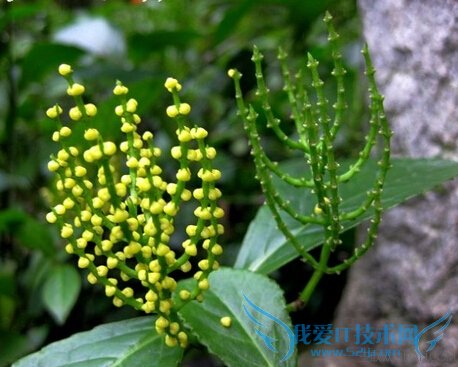 金粟兰的功效和资料 52IJ