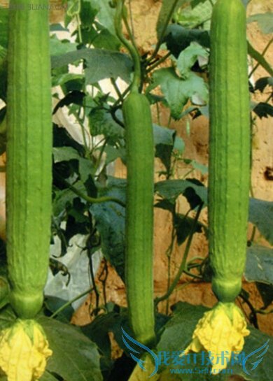 ˿ϵҩùЧʳüֵ          52IJ