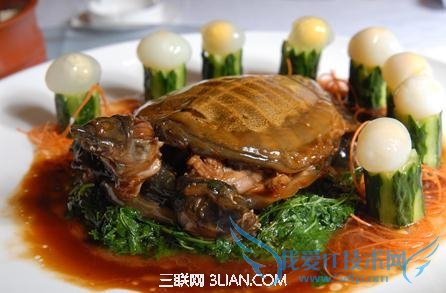 如何挑选甲鱼 52IJ