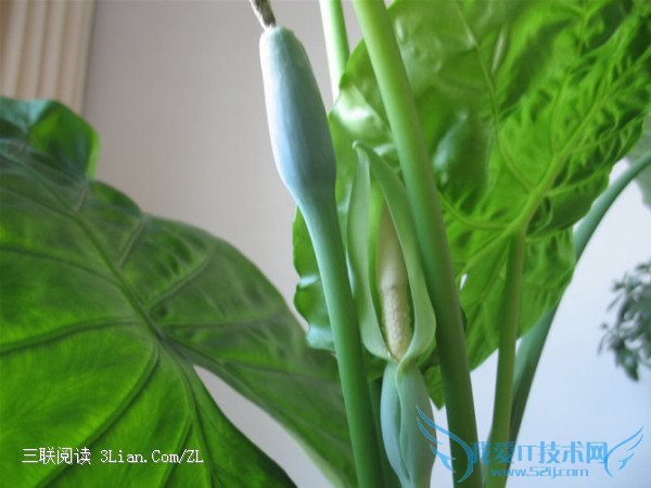 滴水观音家庭养殖方法 52IJ