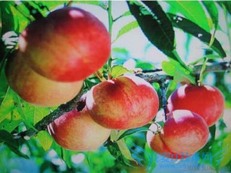 洗后有毒的水果,你进误区了吗 52IJ