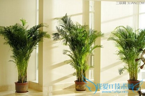 散尾葵的作用 52IJ