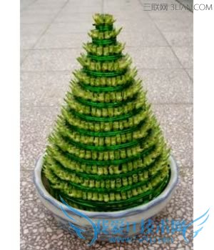 富贵竹叶子发黄怎么办 52IJ