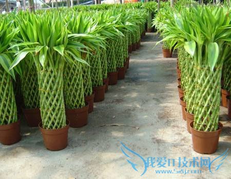 富贵竹