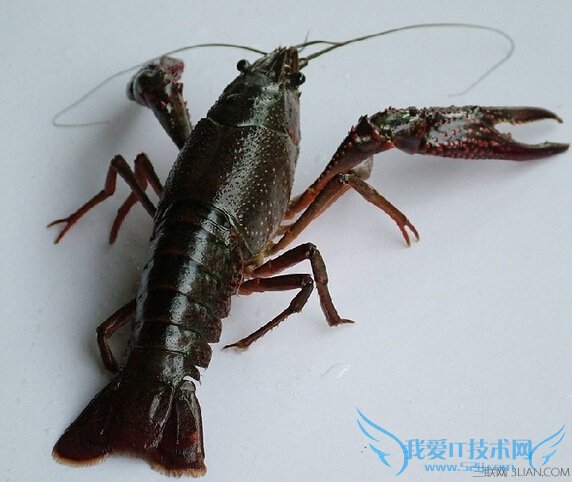 小龙虾怎么清洗?清洗小龙虾的方法 52IJ