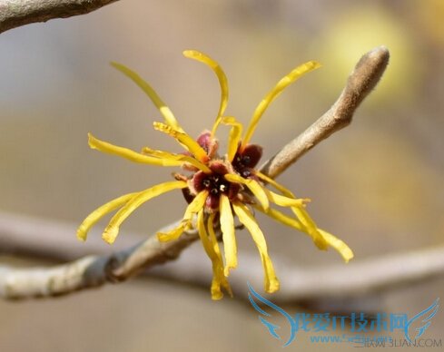 金缕梅的功效与作用 52IJ