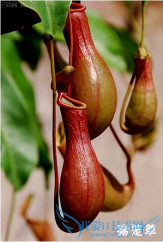 猪笼草的药用功效及其作用 52IJ