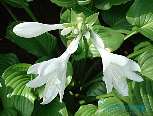 夏天哪些花能驱蚊? 52IJ