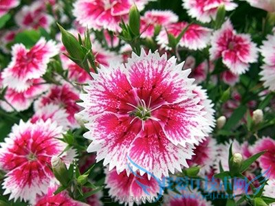 哪种香氛的香味最安神养生 52IJ