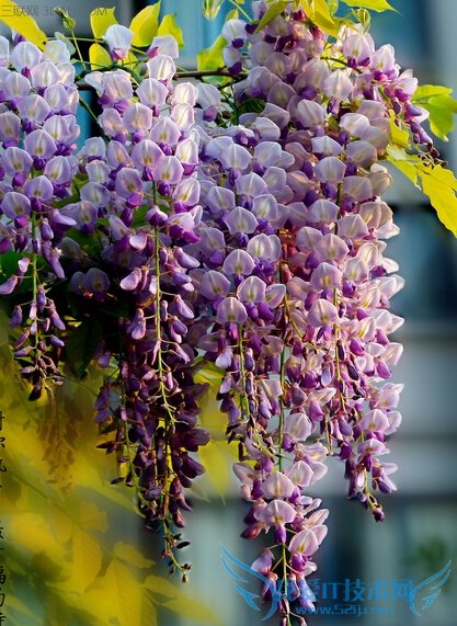 ٻҩùЧӦüֵ              52IJ