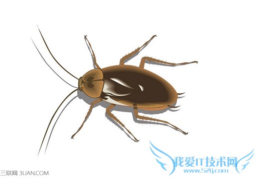 蟑螂咬人吗?蟑螂怎么消灭 52IJ