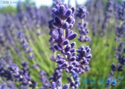 薰衣草病虫害及其防治方法 52IJ