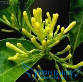 夜来香能驱蚊吗 52IJ