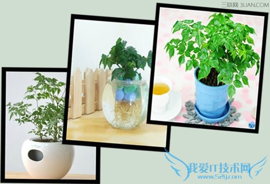 幸福树为什么掉叶子 52IJ