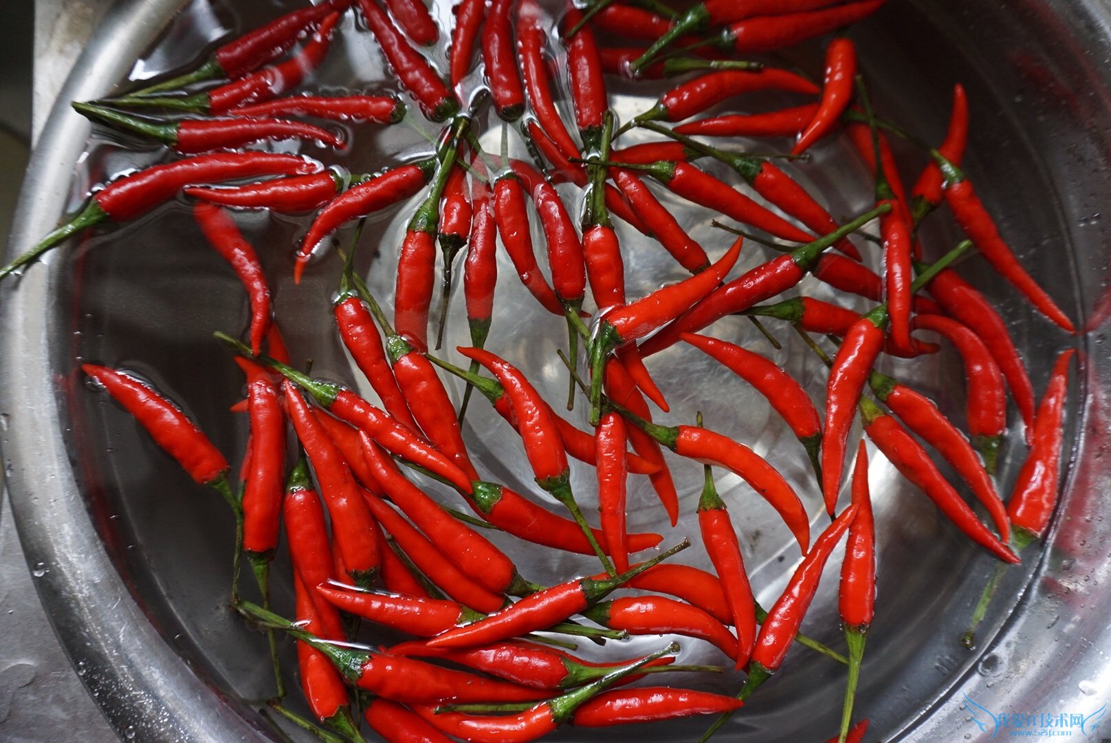 新鲜小米椒长期保存方法的做法 步骤1