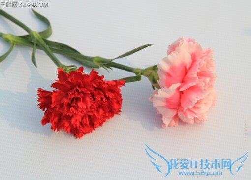 康乃馨的药用功效及其作用 52IJ