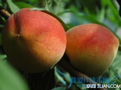 桃子怎么洗更干净 52IJ