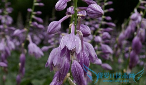 紫萼的功效与作用 52IJ