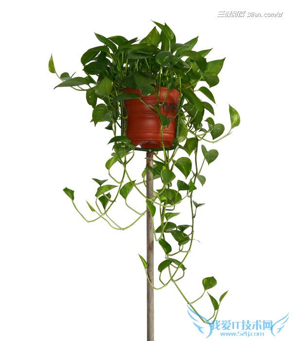 绿萝叶子发黄的原因及解决方法 52IJ阅读