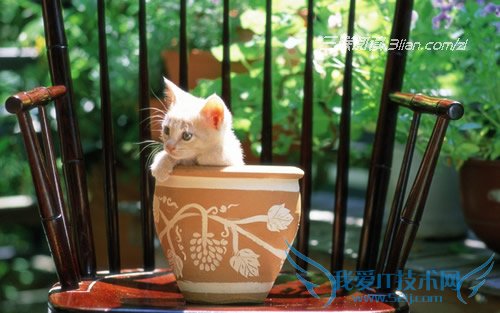 如何消灭花盆里的小飞虫 52IJ阅读