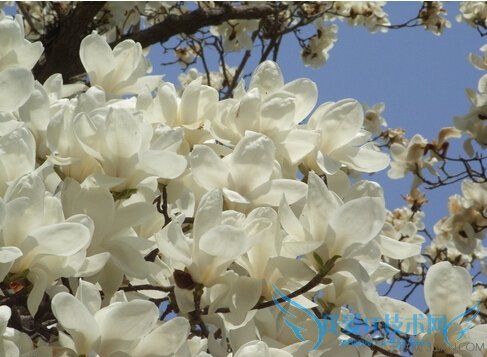 ʮܼӦ֢         52IJ