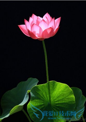 ʮܼӦ֢        52IJ