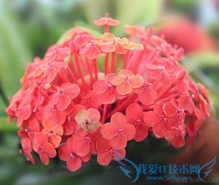 仙丹花药用功效及其作用 52IJ