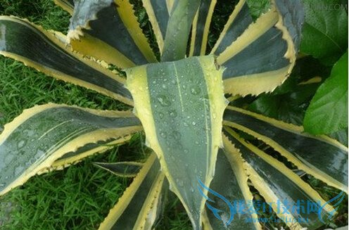 金边龙舌兰的功效与作用 52IJ