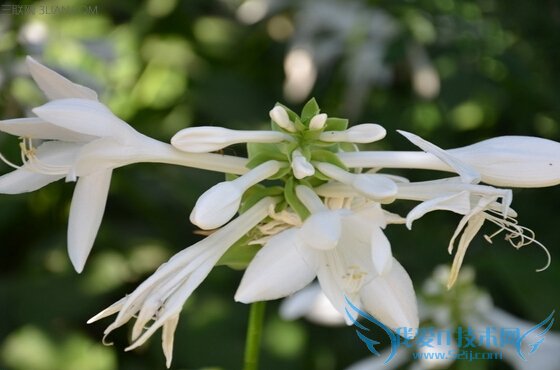 玉簪花的功效以及药用价值 52IJ