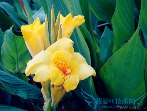 ŽôԺ͹Ч        52IJ