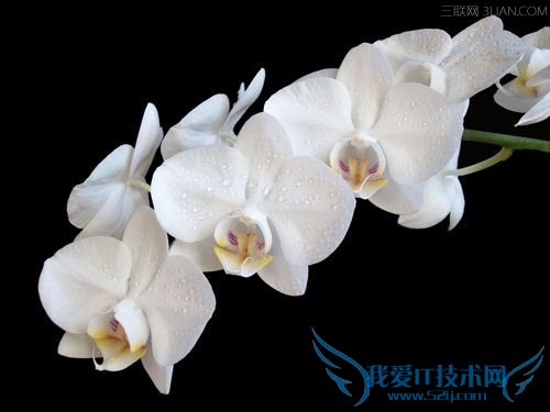 花卉分为哪几类? 52IJ