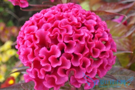 鸡冠花的药用功效 52IJ