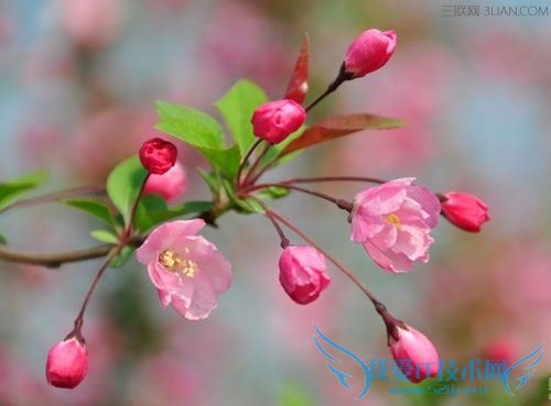 三月份可以适合养殖哪些花? 52IJ