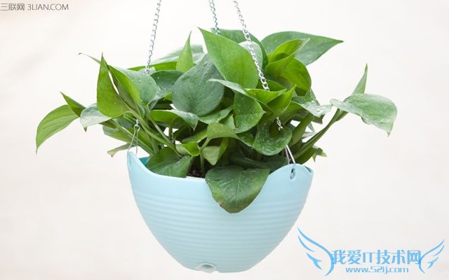 适合室内养的植物有哪些 52IJ