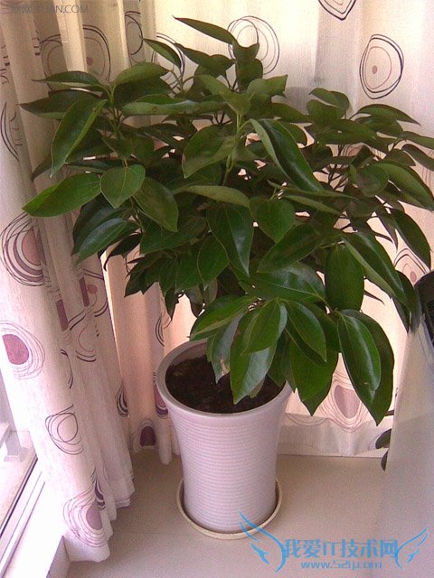 适合室内养的植物