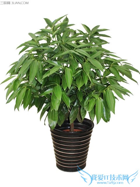 适合室内养的植物