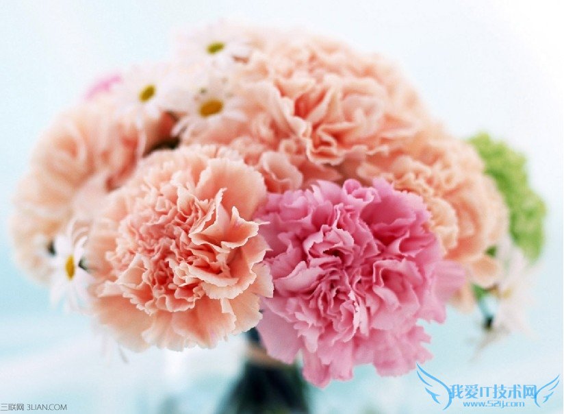 2015母亲节给妈妈买什么花 52IJ