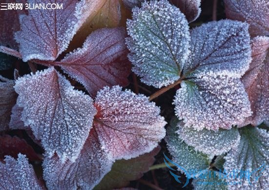 霜降与霜冻 52IJ