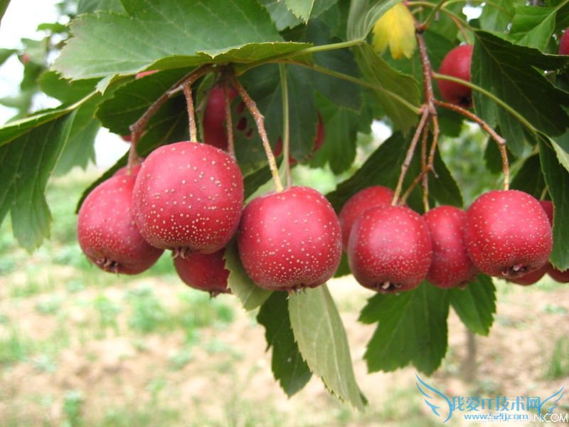 如何贮运保鲜山楂 52IJ