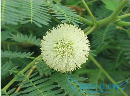 银合欢功效与作用 52IJ