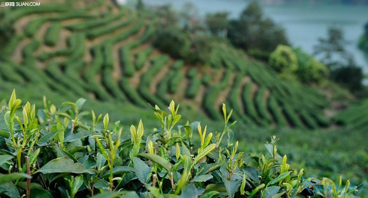 怎么挑选最好的春茶 52IJ