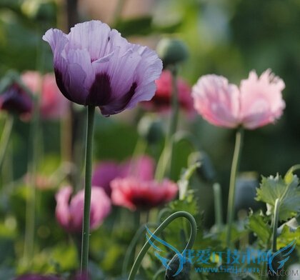 ڻĹЧЩ         52IJ