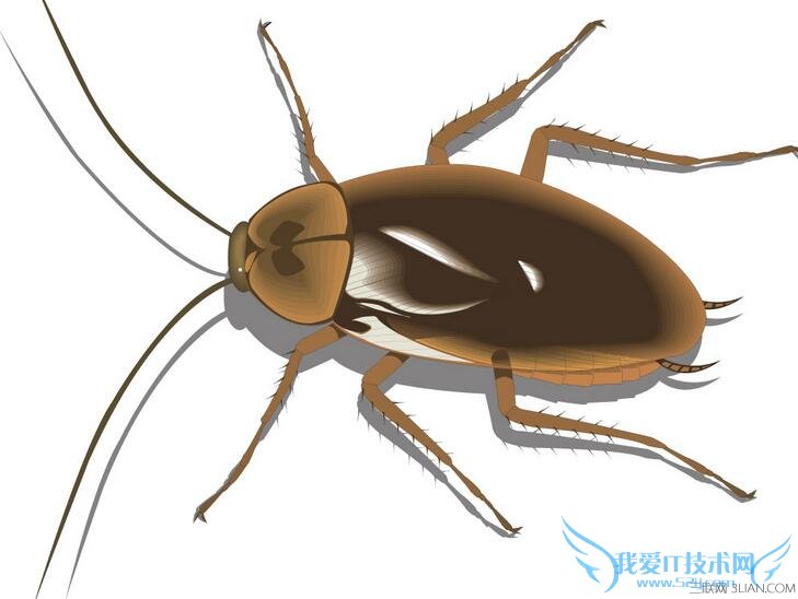 家里有蟑螂怎么办 根除蟑螂的方法 52IJ